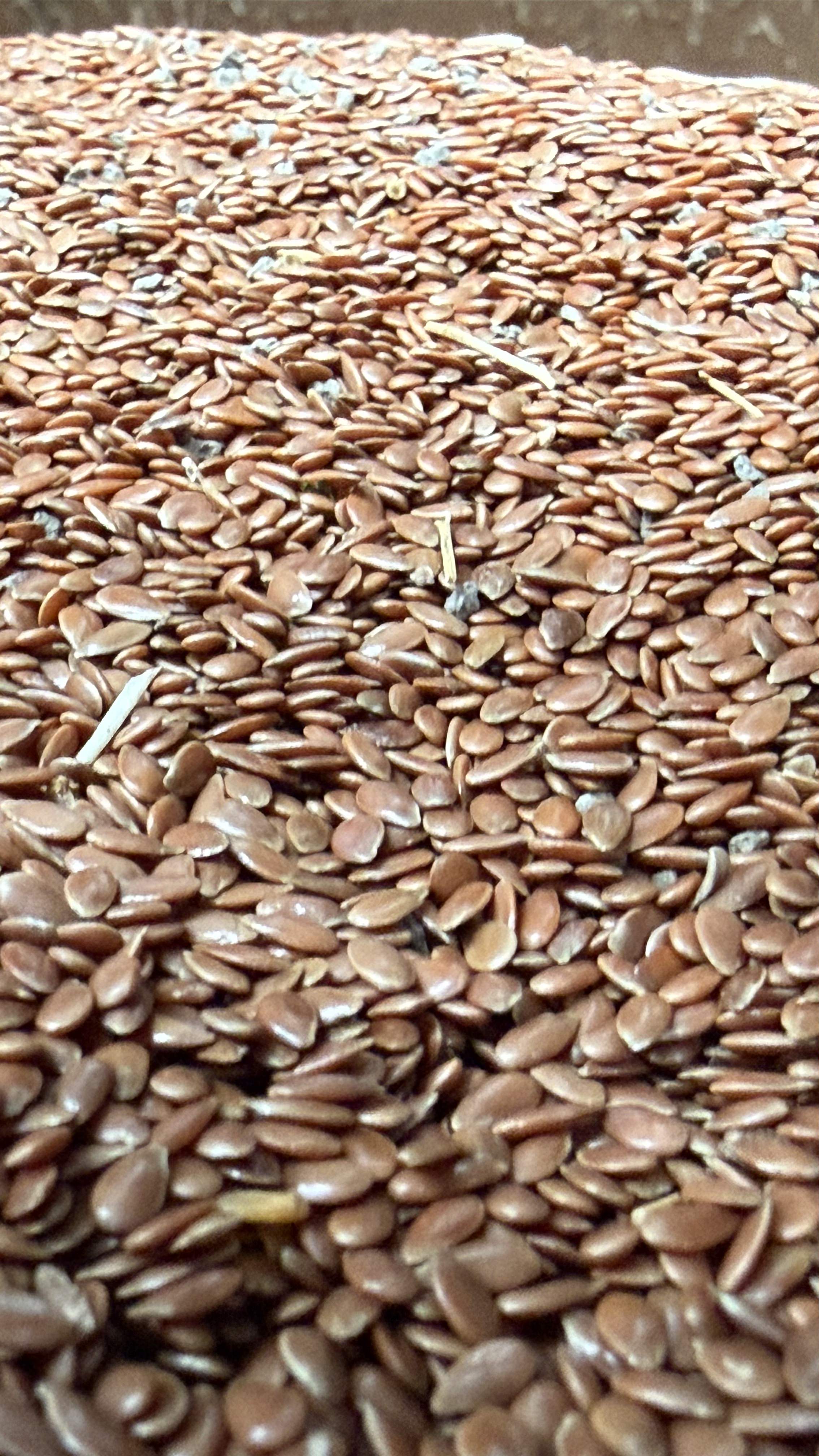 Close-up van lijnzaad