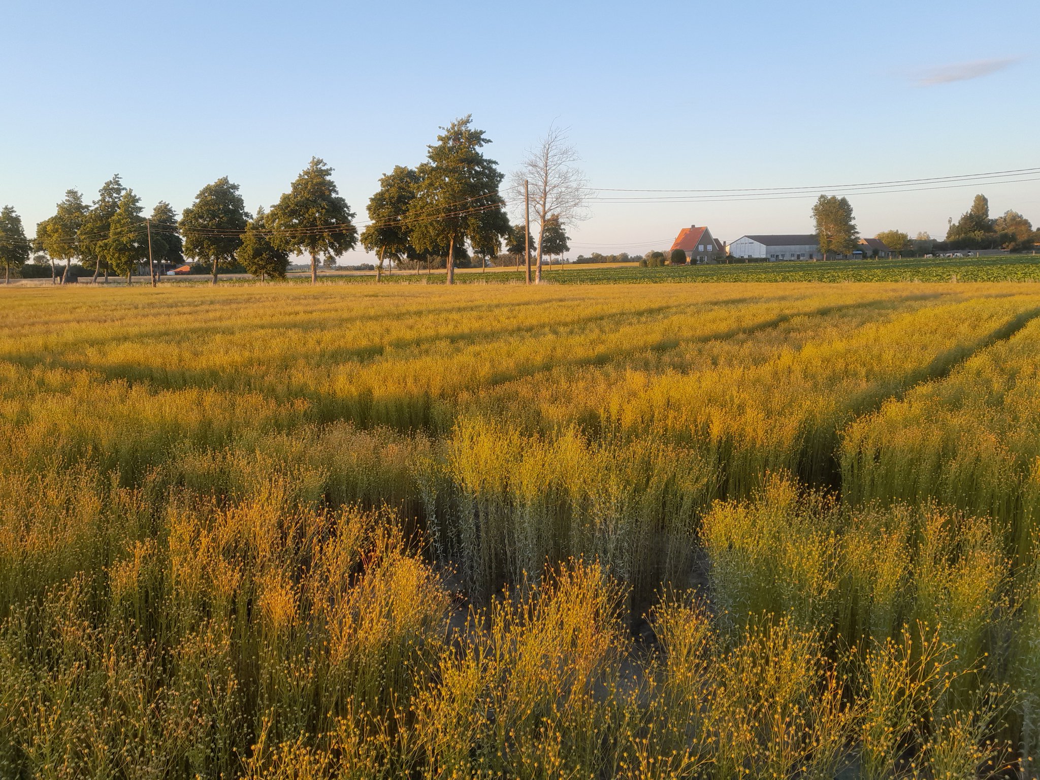 Vlasplant van Agralin